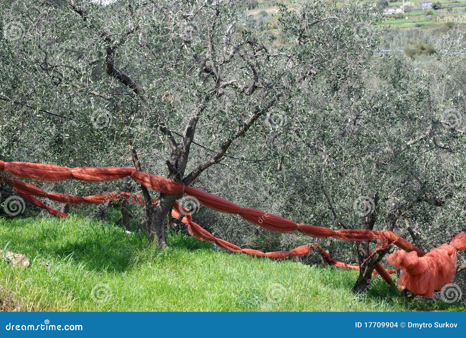 Techniques of Cultivation of Olive Trees Stock Photo Image of
