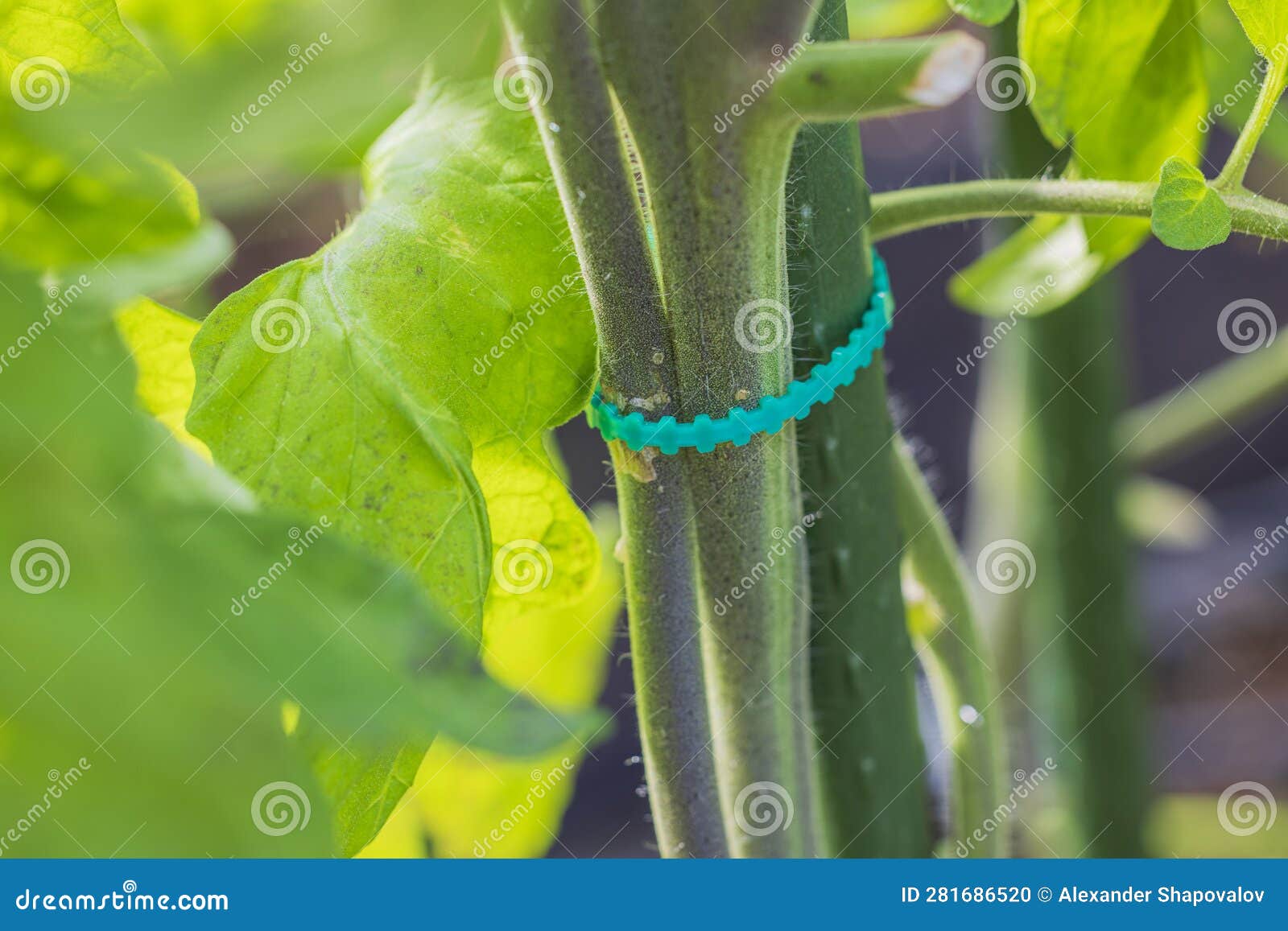 Technology View of Plastic Plant Tie Supporting Cucumber Plant. Stock