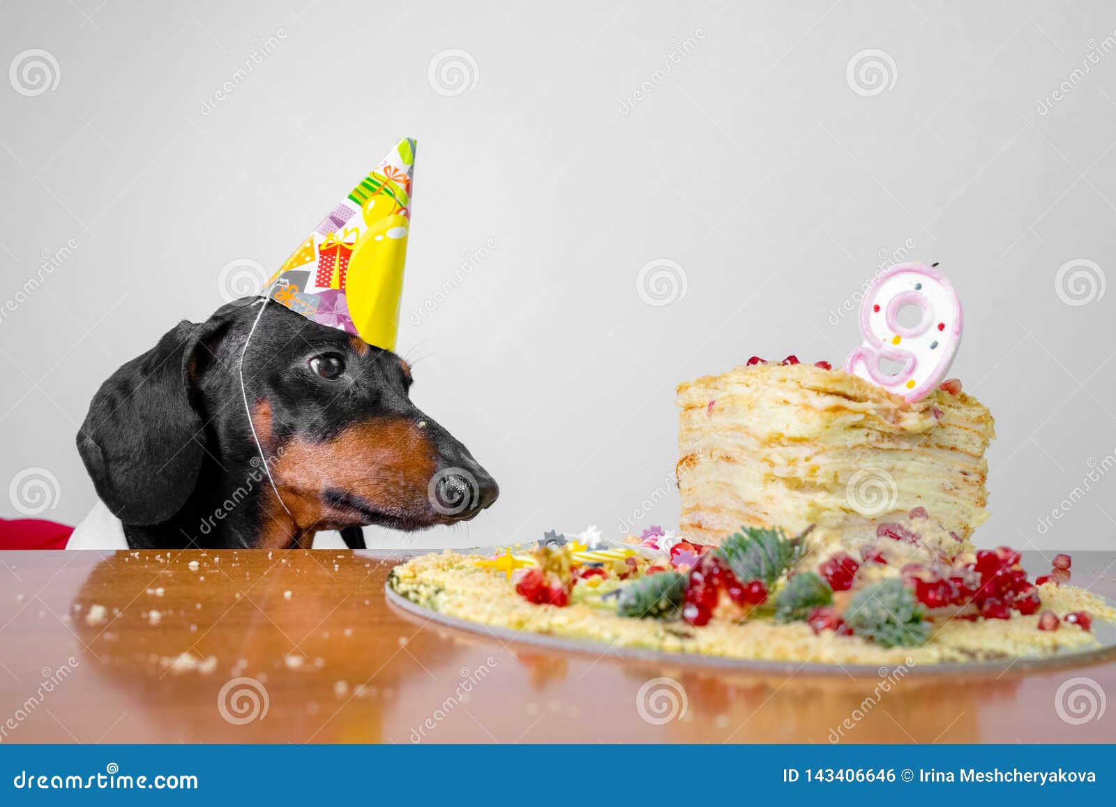 Teckel Mignon De Race De Chien Noir Et Bronzage Affame Pour Un Gateau De Joyeux Anniversaire Avec Des Bougies Numero 9 Chapeau Photo Stock Image Du Decoration Gateau