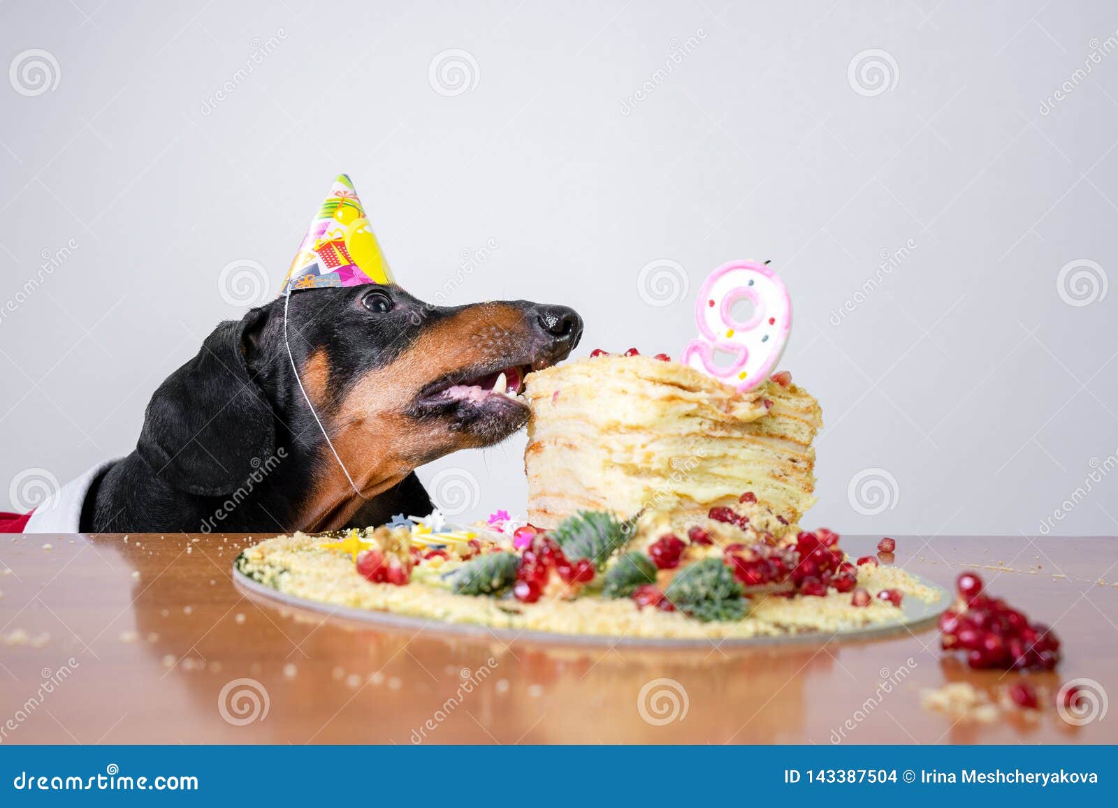 Teckel Mignon De Race De Chien Noir Et Bronzage Avec Lecher La Langue Et Affame Pour Un Gateau De Joyeux Anniversaire Avec La B Photo Stock Image Du Vacances Doggy