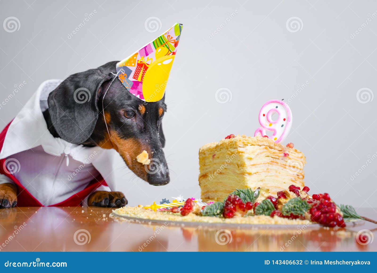 Teckel Mignon De Race De Chien Noir Et Bronzage Avec Lecher La Langue Et Affame Pour Un Gateau De Joyeux Anniversaire Avec La B Photo Stock Image Du Celebrez Nourriture