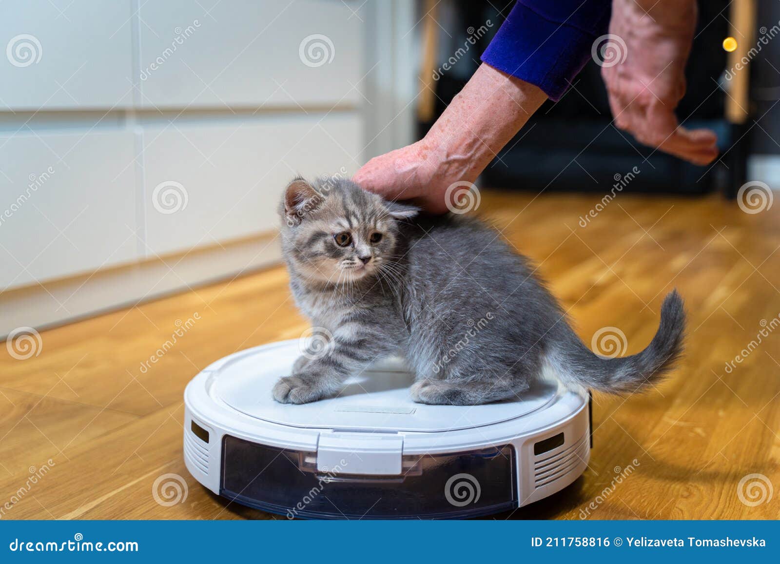 Tecnología Inteligente Para Mascotas Y Tareas Domésticas. Robot Aspirador Y  Pequeño Jugando Gris Tabby Escocés Recto Gatito En Cas Foto de archivo -  Imagen de doméstico, diario: 211758816