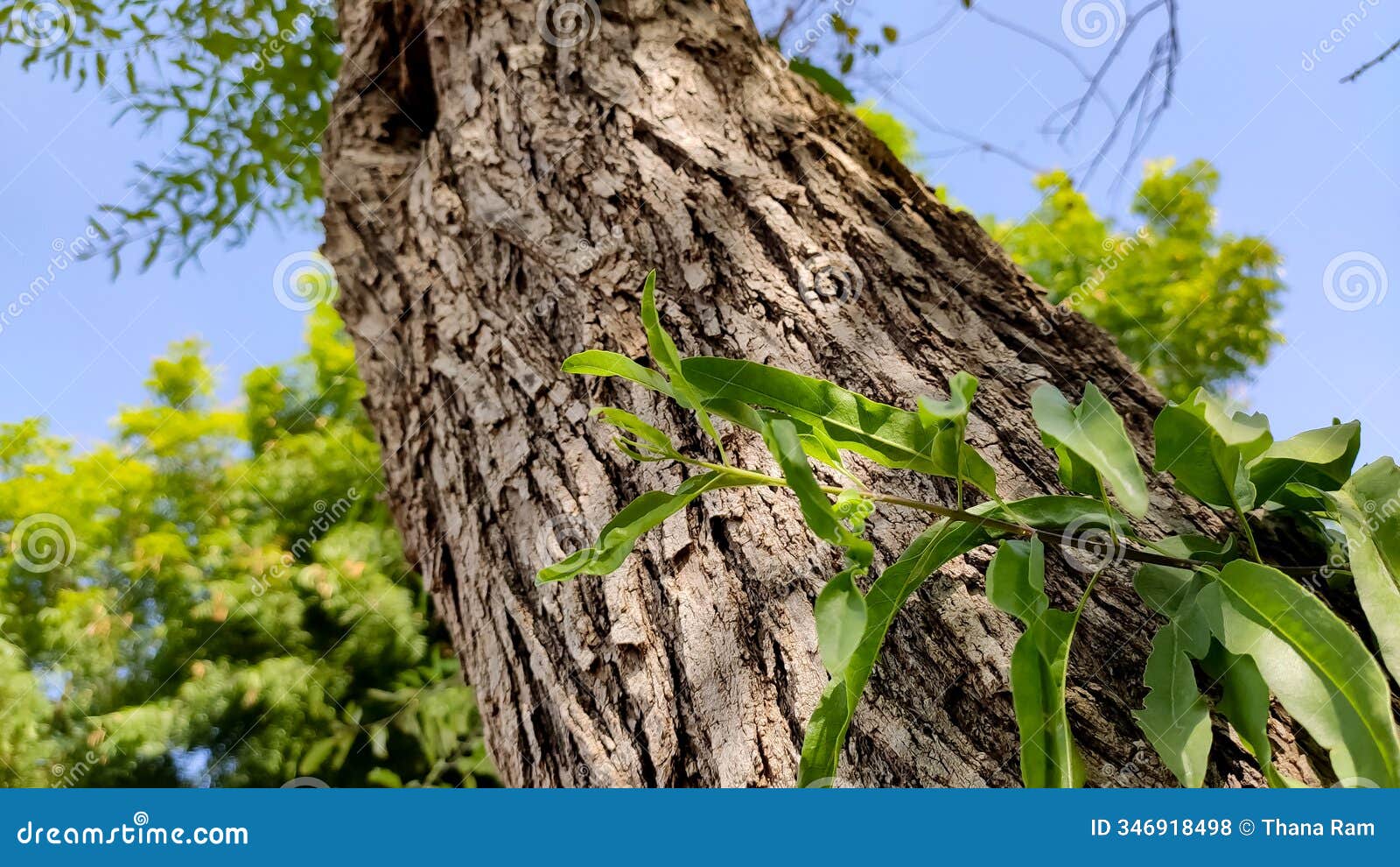 tecomella undulata tree trunk with small branch, close up view