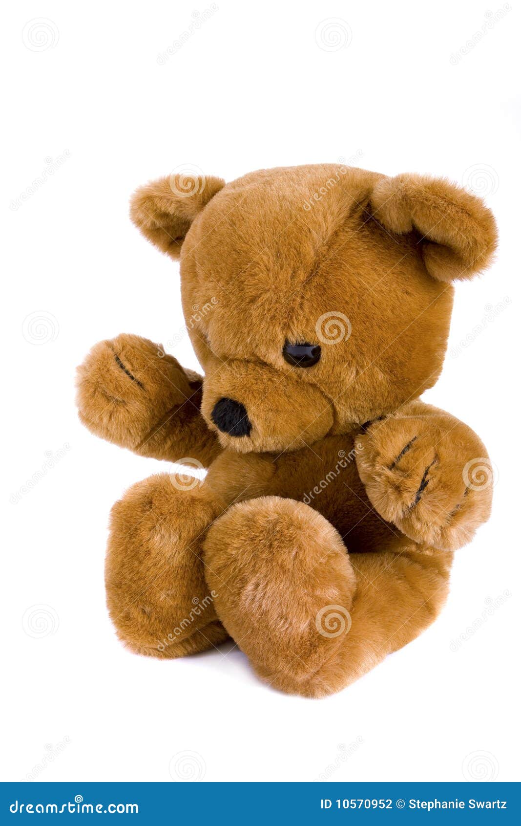Teddy bear stock photo. Image of face, arctos, cuddle - 10570952