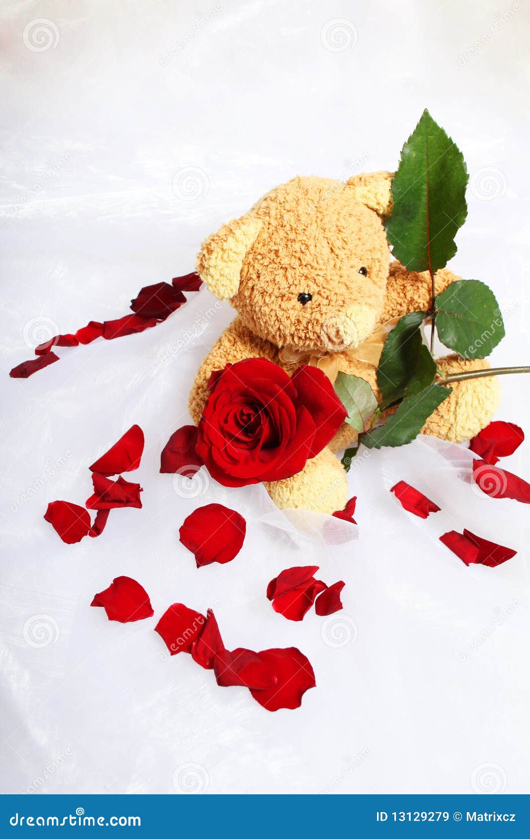 Teddy bear stock image. Image of valentine, petals, relationship - 13129279