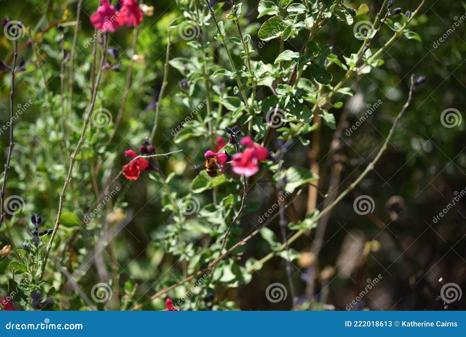 Teddy Bear Bee Sitting on Flower, while Gathering Nectar Stock Image