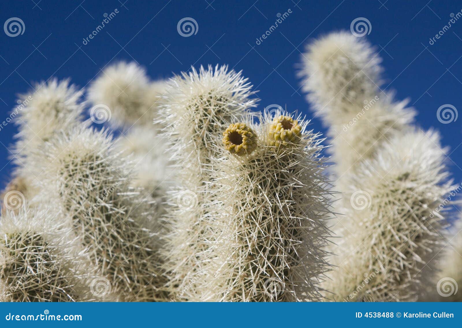 Teddy Bear Cactus Picture. Image: 4538488