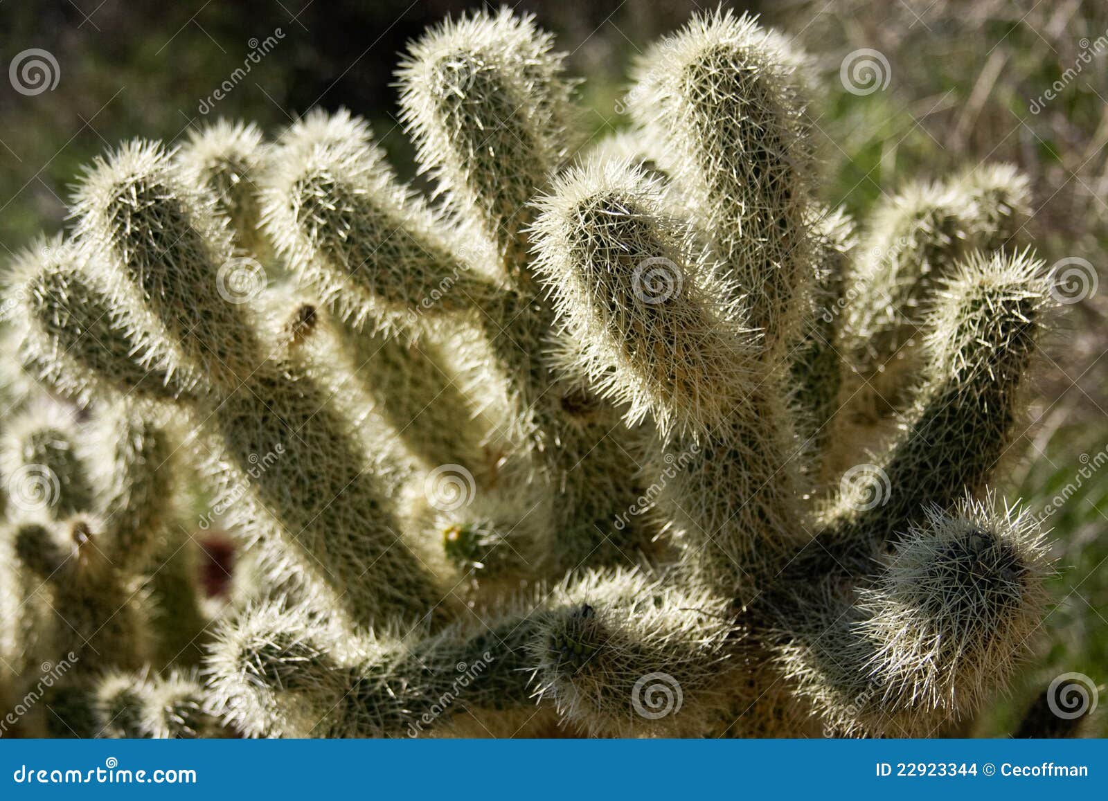 Teddy Bear Cholla stock photo. Image of sonoran, teddy - 22923344