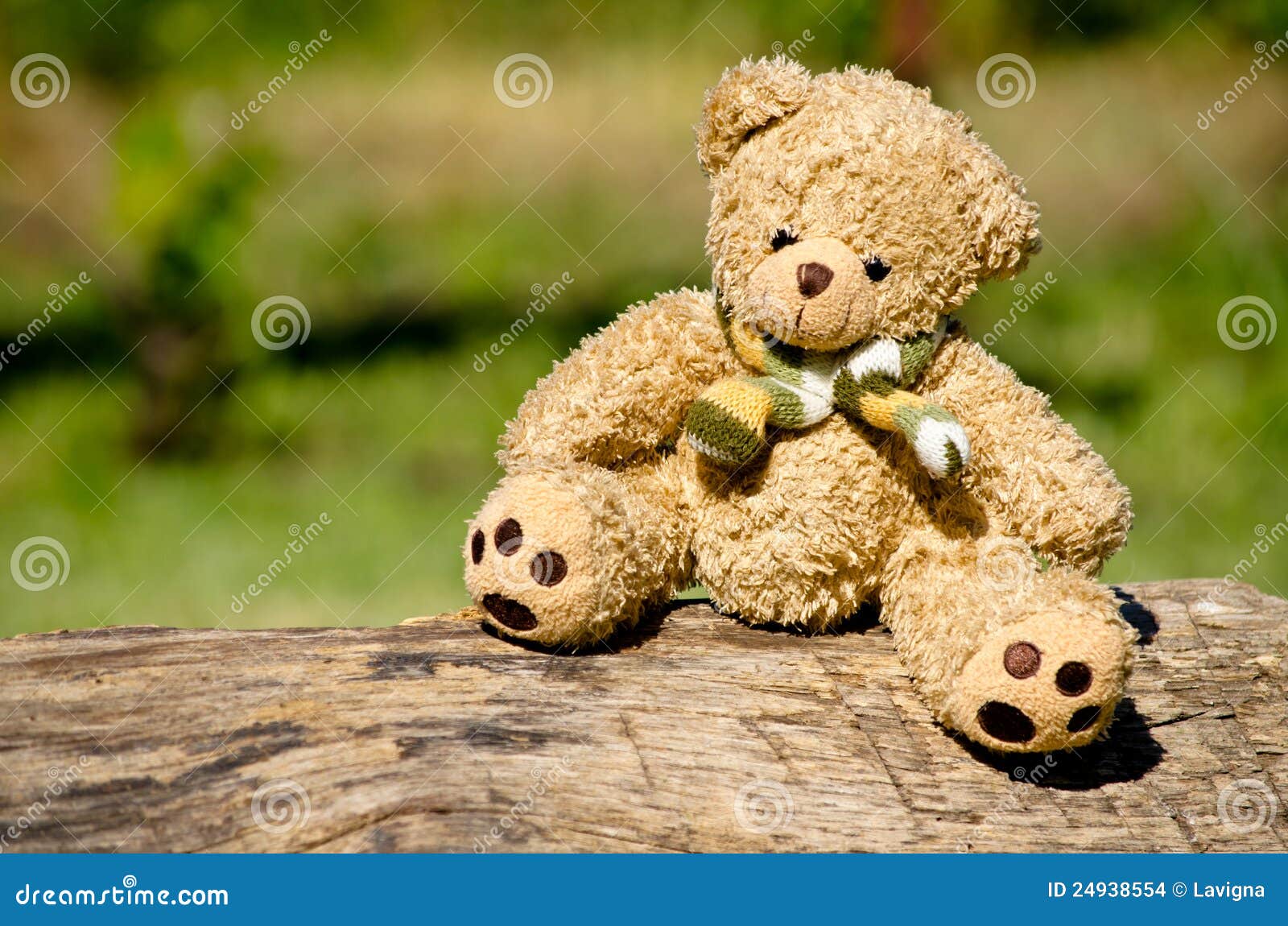 teddy bear in the garden