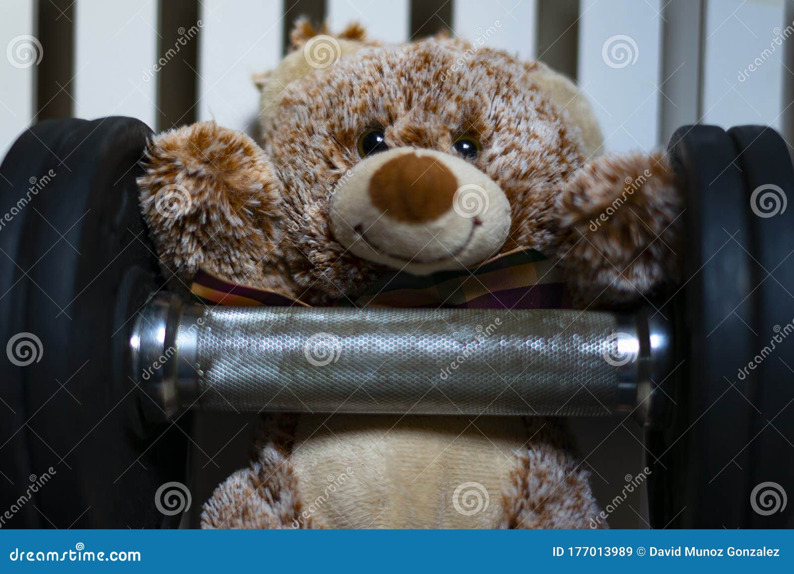 Teddy Bear Lifting a Dumbbell Stock Image Image of dumbdell, concept 177013989