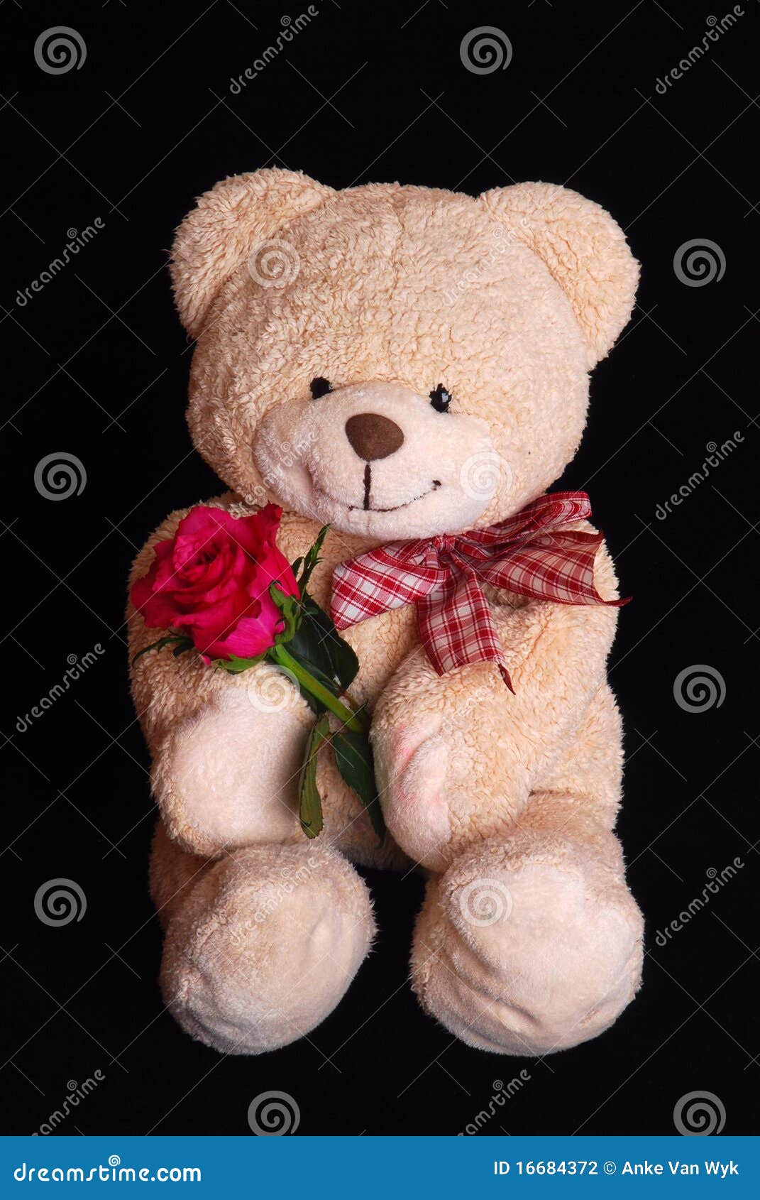 Teddy Bear with Red Rose Flower Stock Photo - Image of ribbon ...