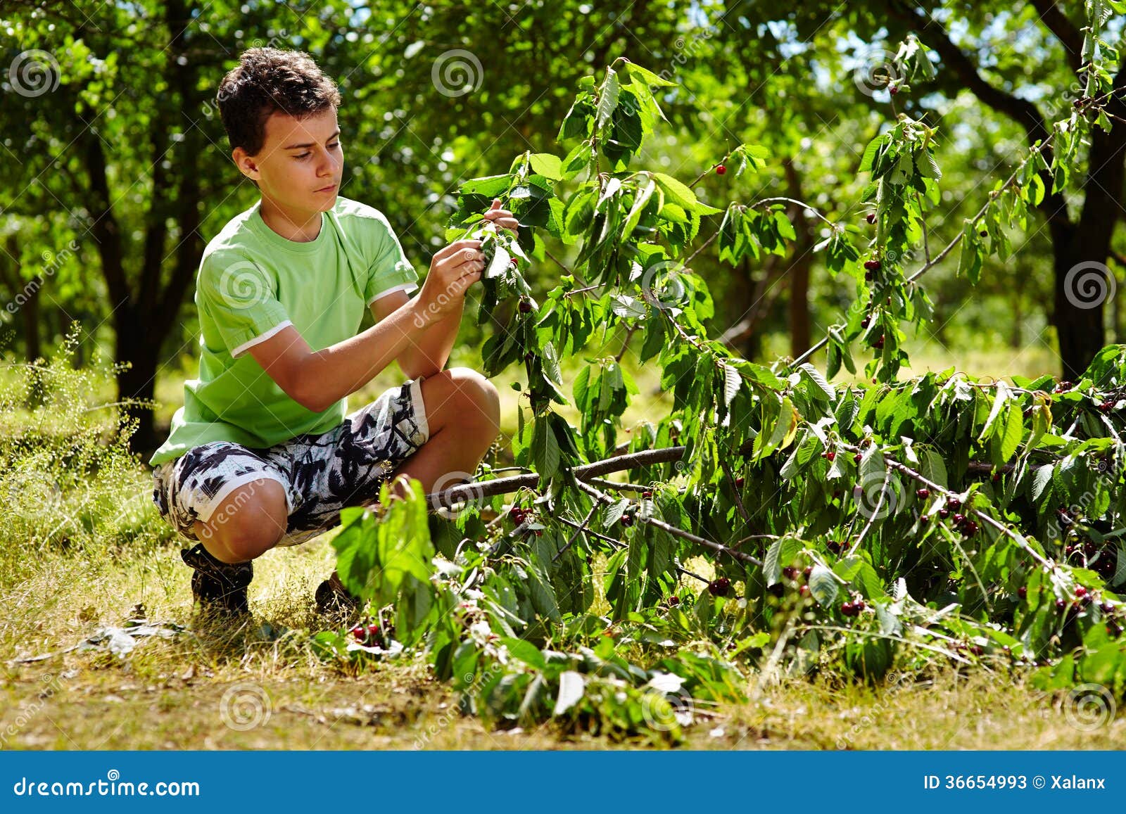 Teenage Kid Picking Cherries Stock Image Image of people, holiday