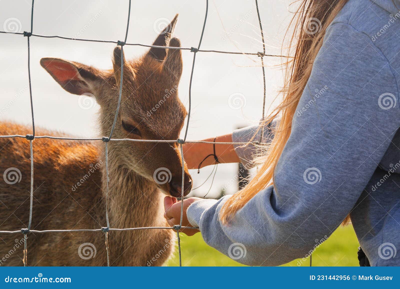 Teenager Girl with Long Hair Feeding Small Cute Deer in a Open Zoo from Her  Hand. Nature Experience. Warm Sunny Day Stock Photo - Image of open, care:  231442956