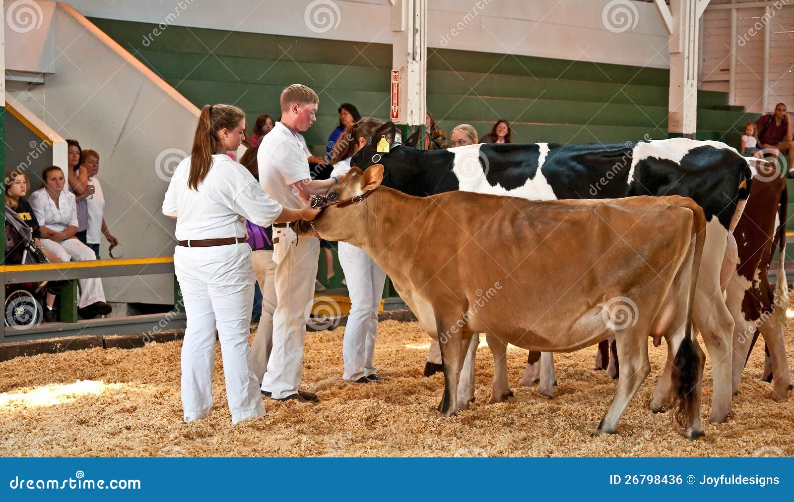 Teens Show Cows at FFA County Fair S Editorial Photo Image of america
