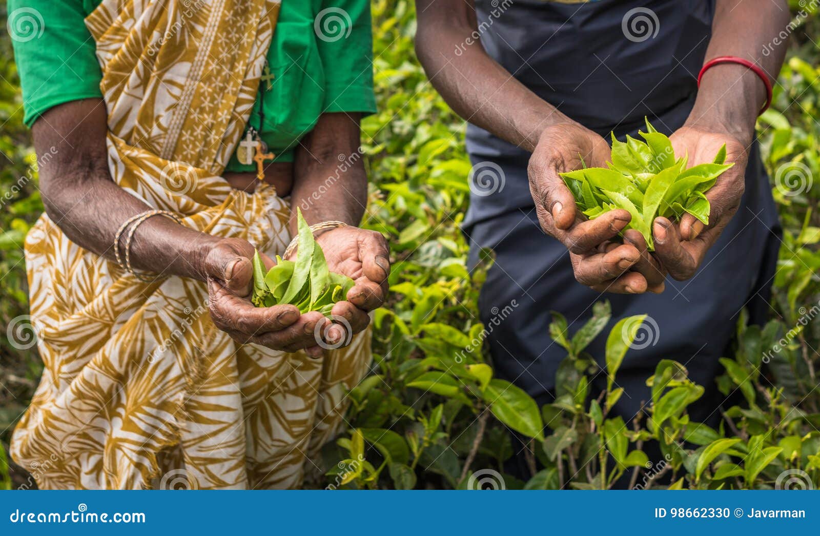 Teepflücker in Nuwara Eliya, Sri Lanka. Teepflücker in Bereich Nuwara Eliya, Sri Lanka