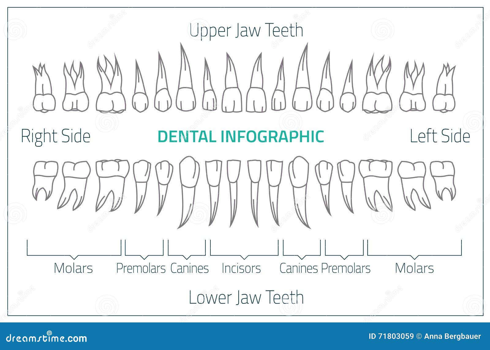 Teeth infographic 01 B-08 stock vector. Illustration of ...