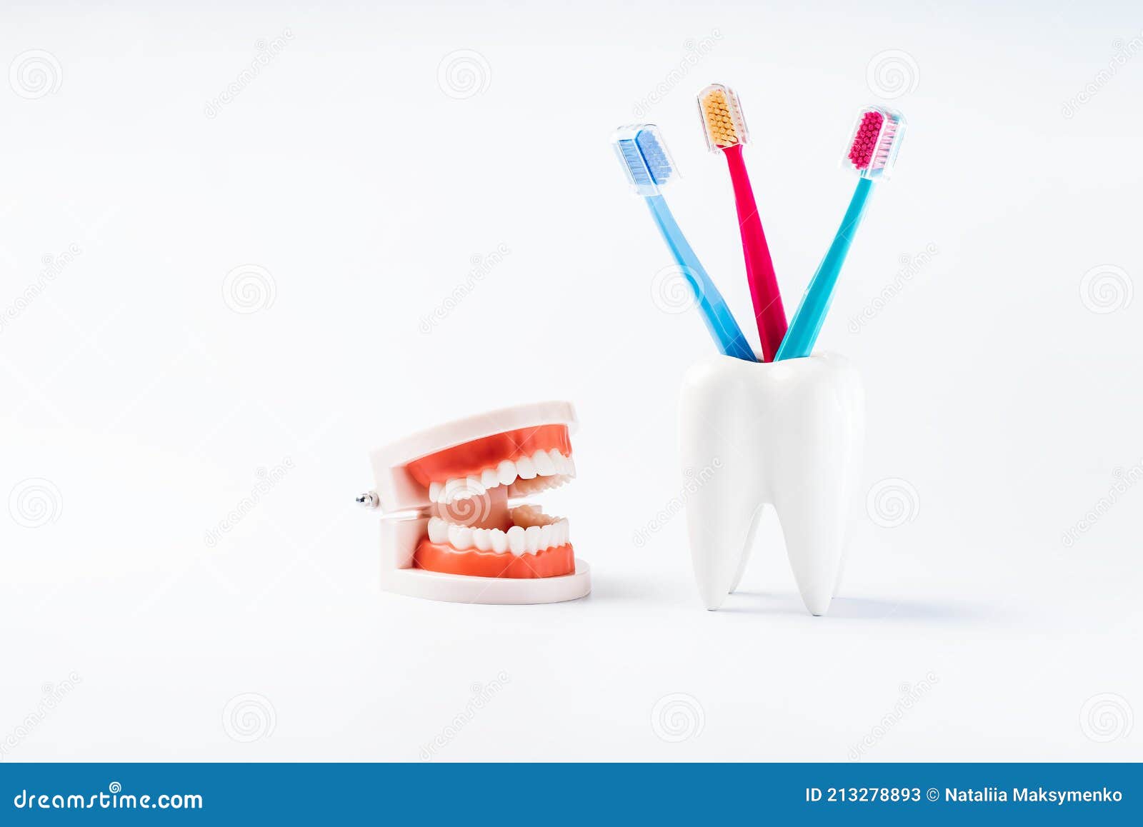 Teeth Model with a Brush and Toothpaste. Dental Care. Dental