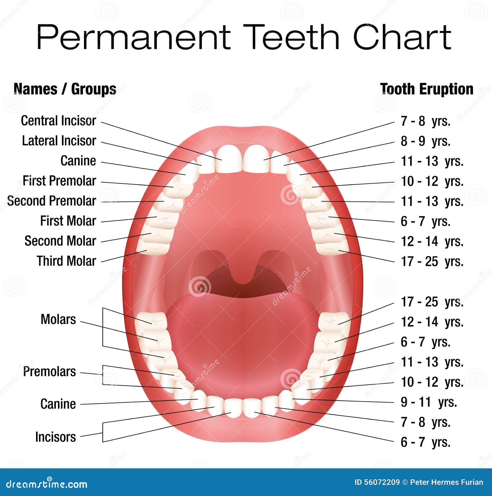 Teeth Names Permanent Adult Dentition Notation Stock Vector