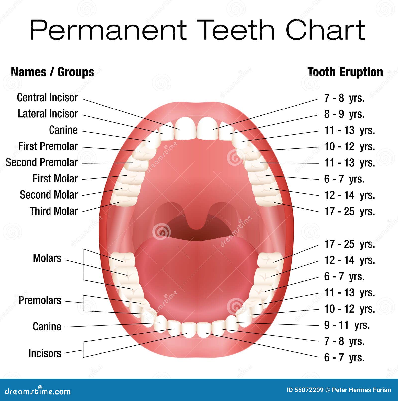 Names Of Teeth