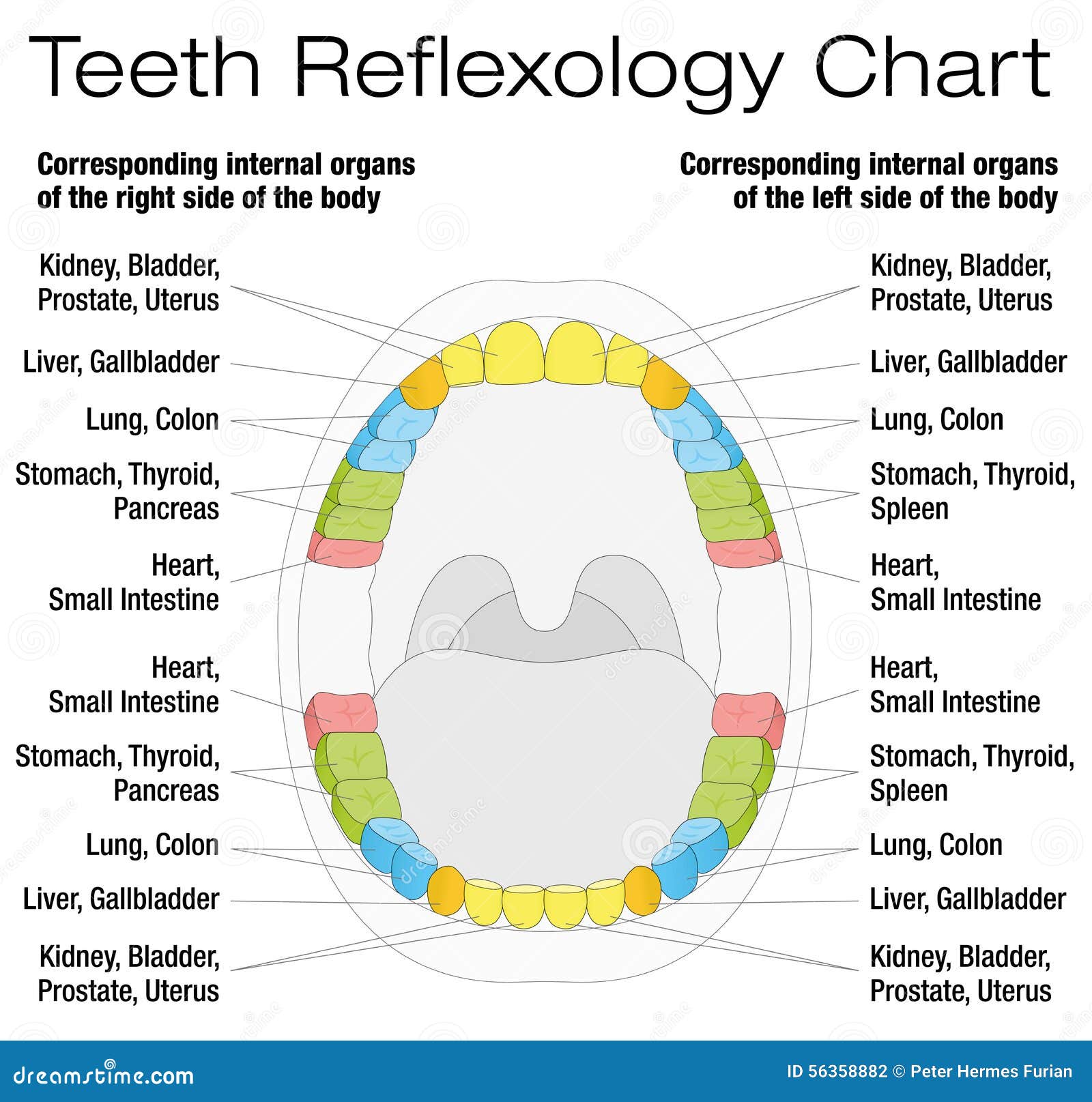 Where can you download dental tooth charts?