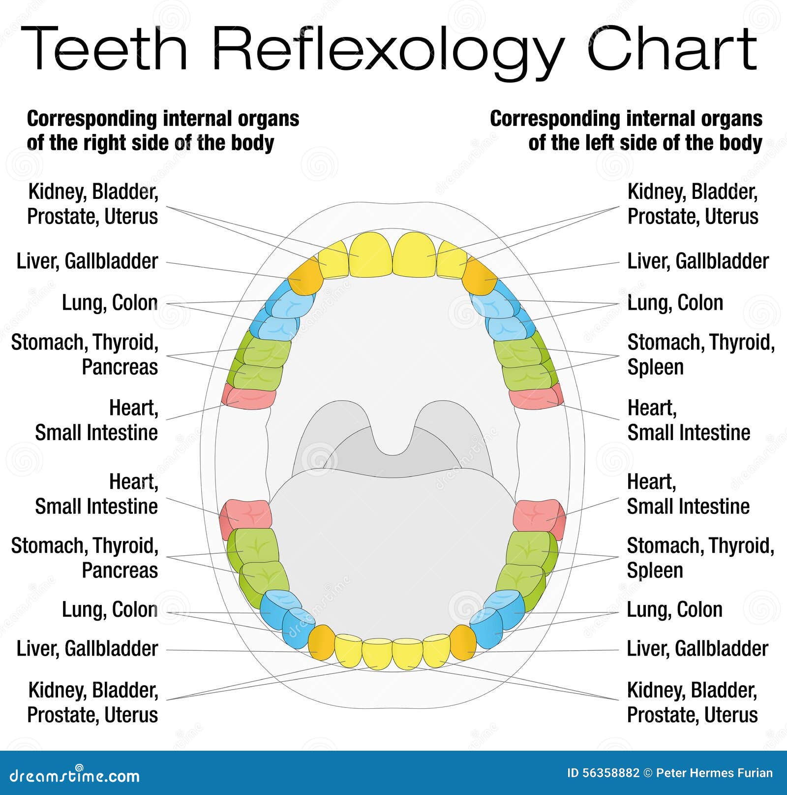 Reflexology Charts Free Download