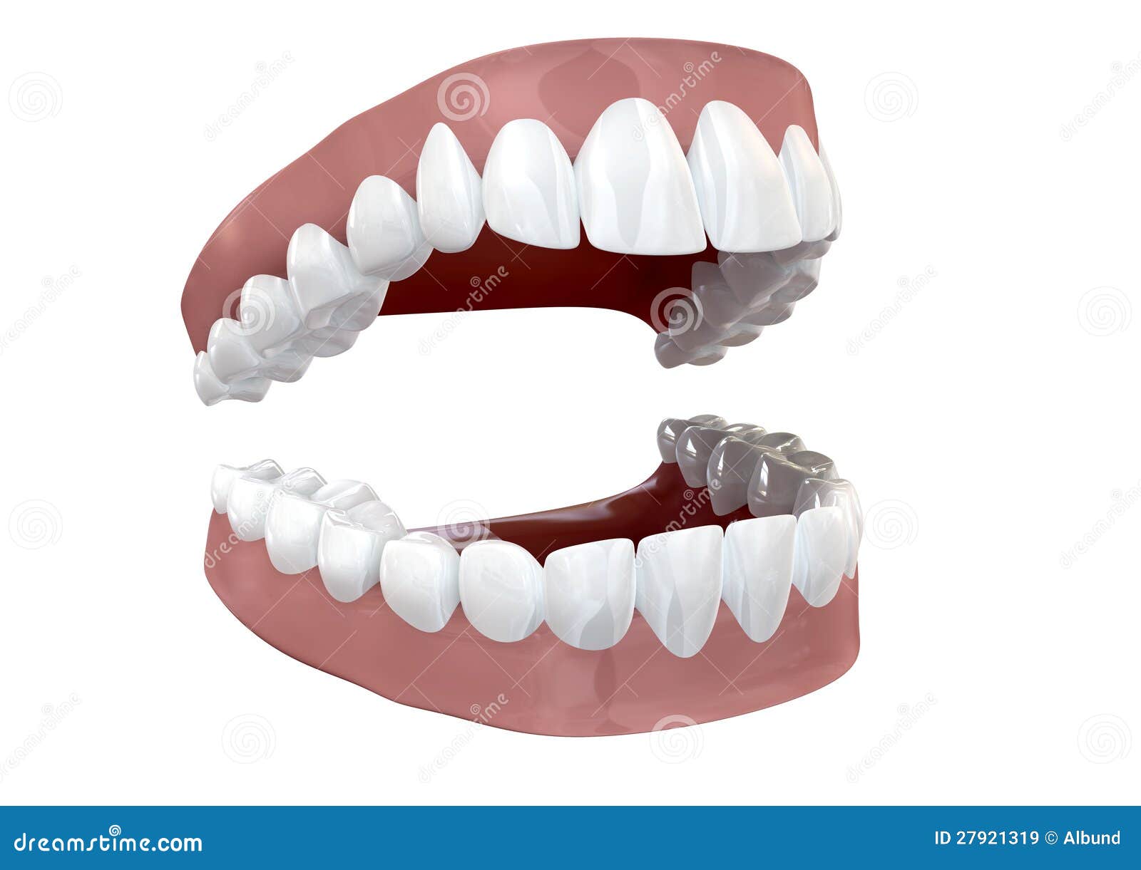Teeth Set Open Isolated stock illustration. Illustration of pink - 27921319