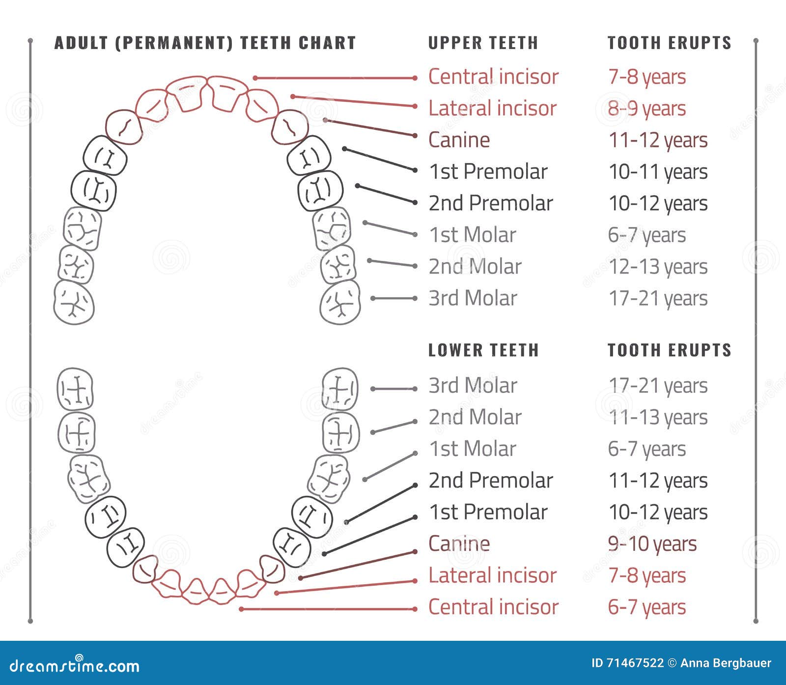 Как узнать какой зуб. Нумерация зубов в стоматологии схема у взрослых. Нумерация зубов верхней челюсти человека. Схема зубов человека с нумерацией стоматологии. Нумерация зубов в стоматологии у детей.