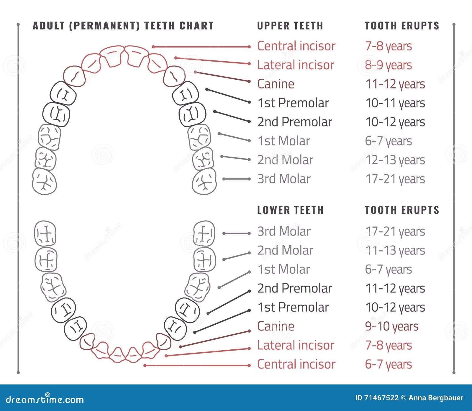 Permanent Dentition Chart