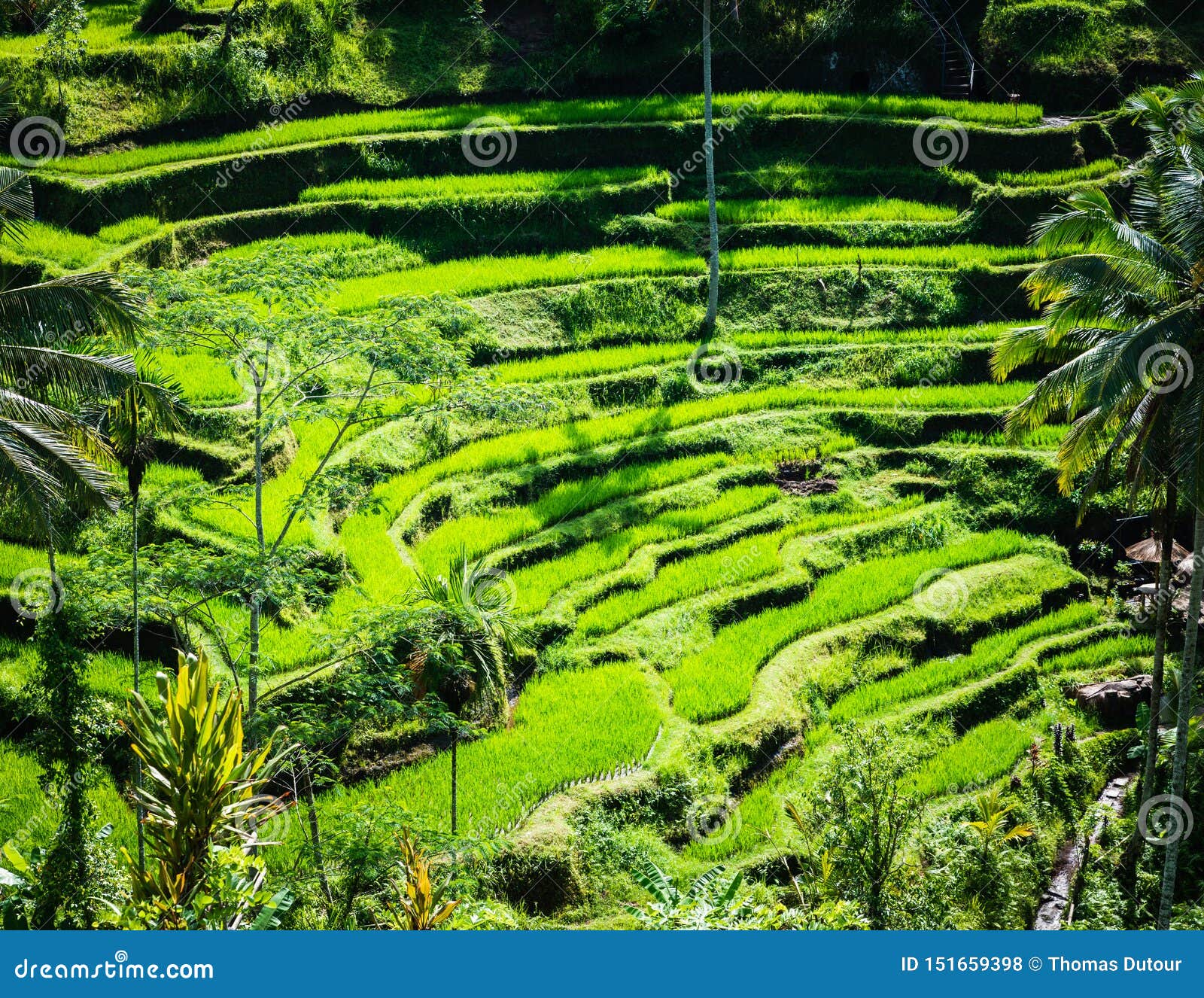  Tegalalang  Rice Terraces In Bali Indonesia Stock Photo 