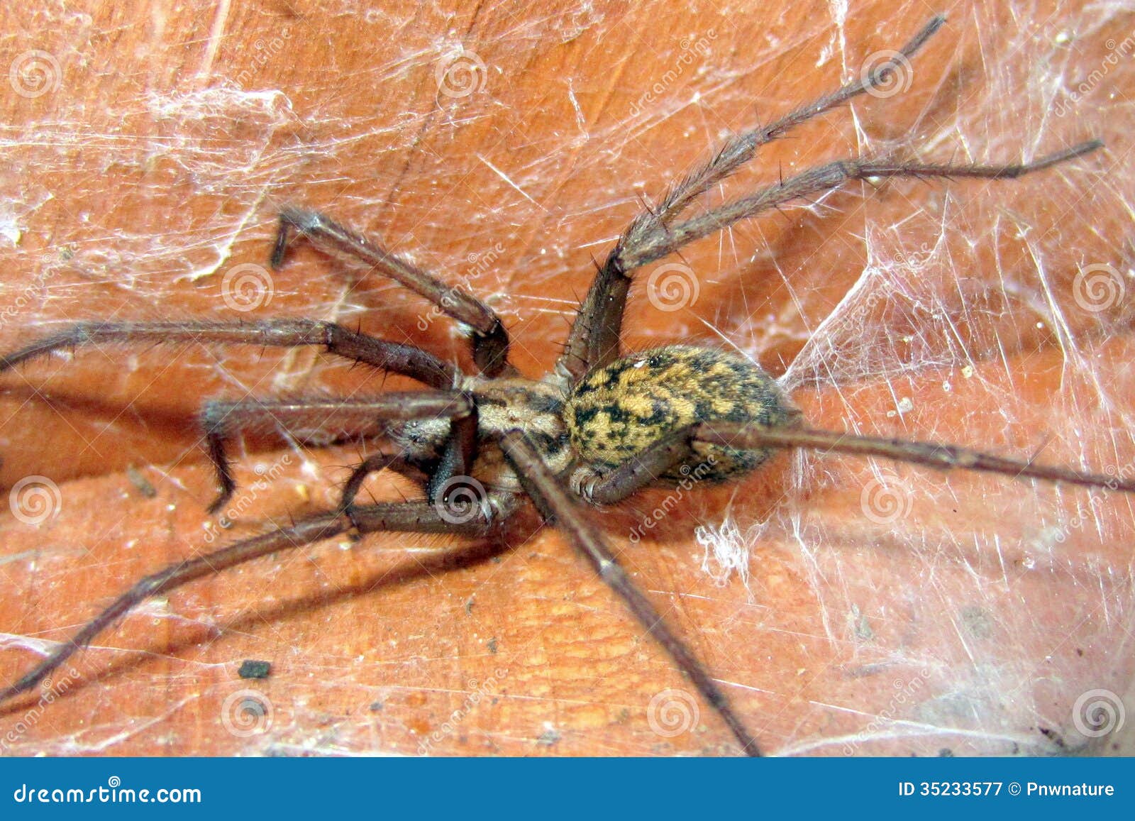 Poison Spider Images – Browse 39 Stock Photos, Vectors, and Video