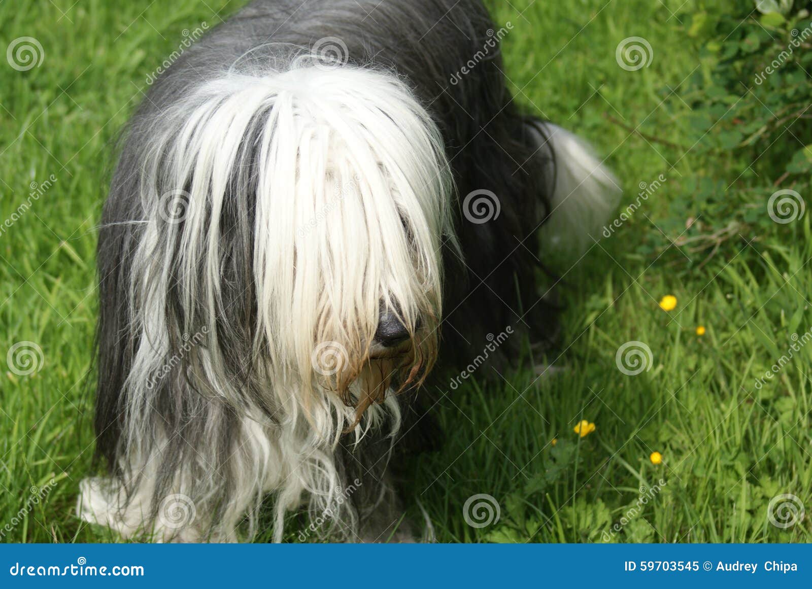 Tegwen the bearded collie stock image. Image of welsh 59703545