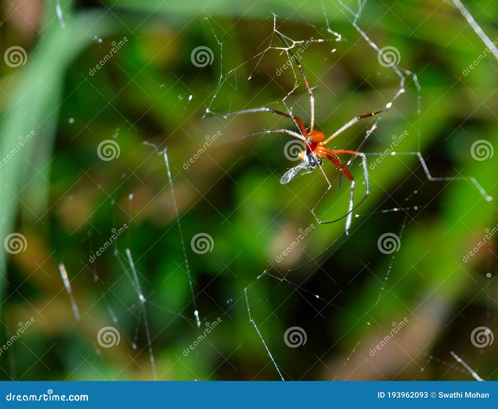 spider, Significado desde el tema Insects