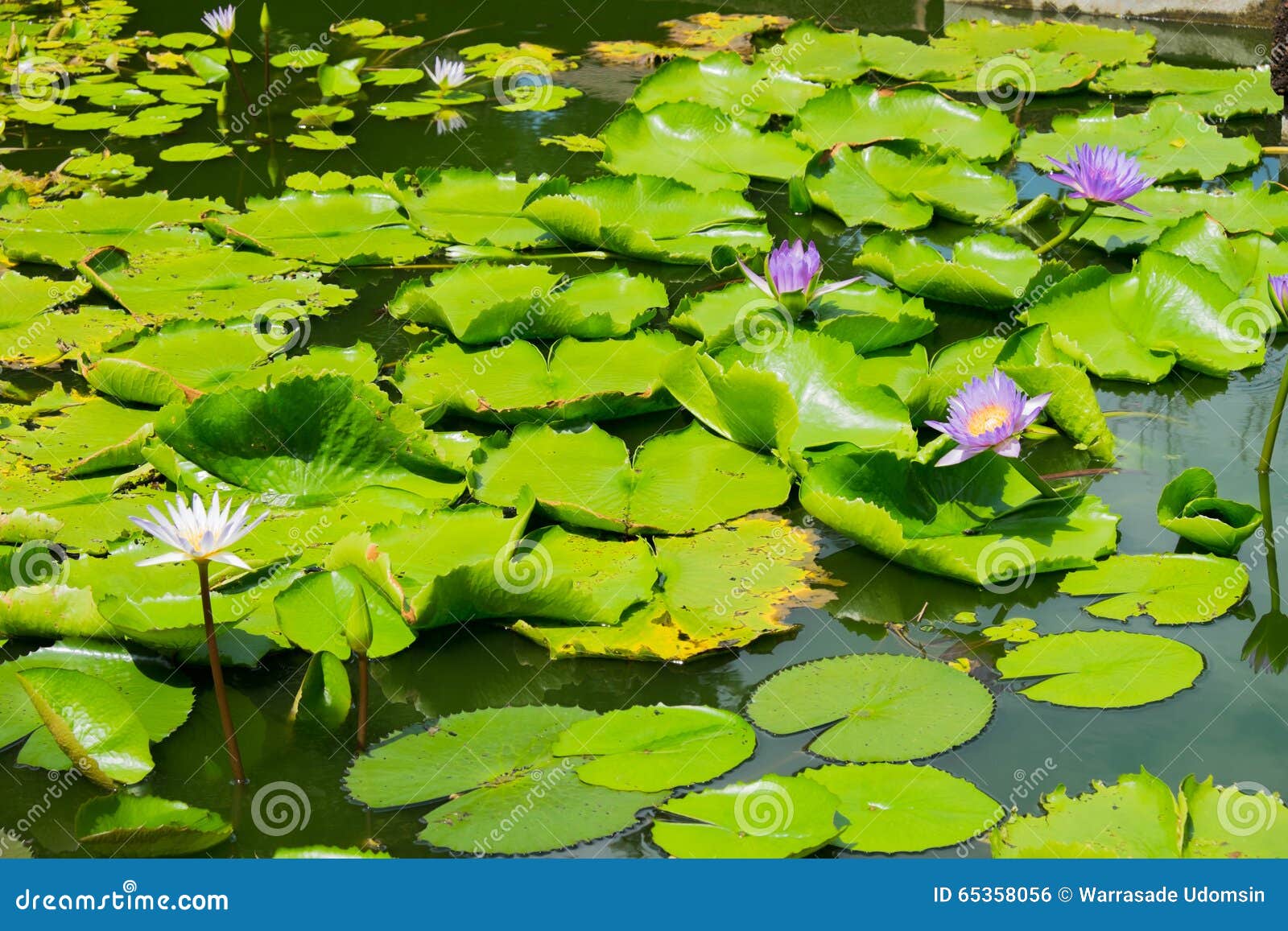 Teich im Sommer stockfoto. Bild von lotos, wasser, lilien 65358056