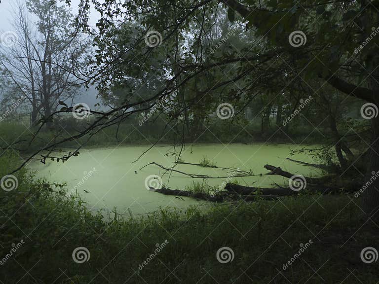 Teich Mit Algen Oder Abschaum Im Sommer Stockfoto Bild von