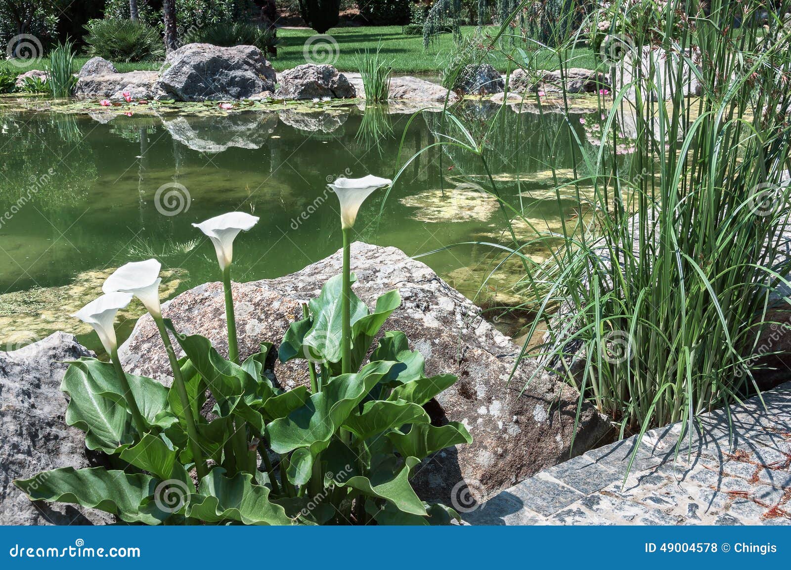 Teich Mit Seerosen in Einem Teichpark Stockfoto Bild von lilie, wild