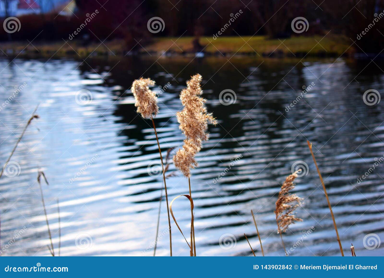 Teich mit trockenem Gras in der Front