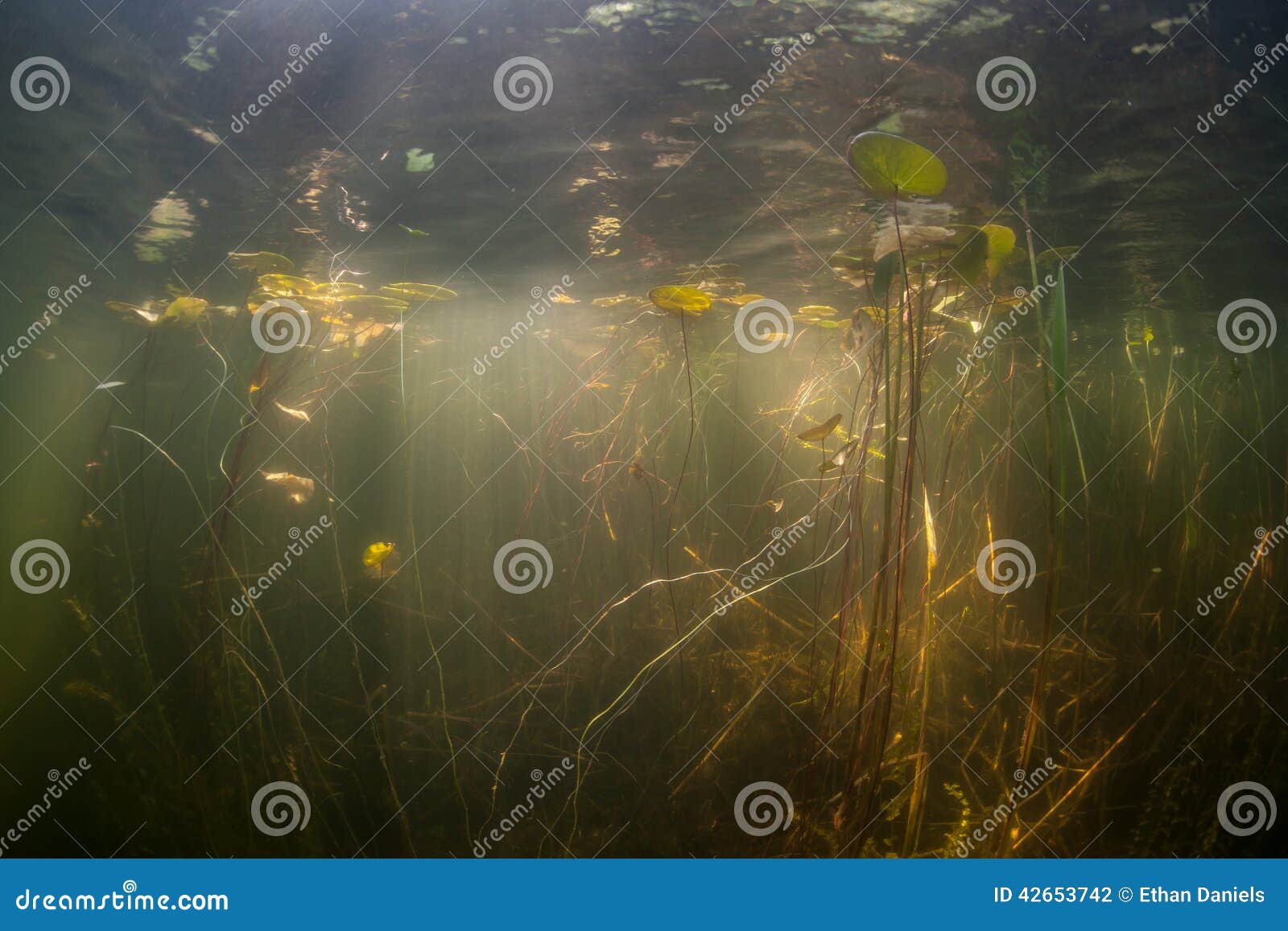 TeichVegetation Und Sonnenlicht Stockfoto Bild von nave, landschaft