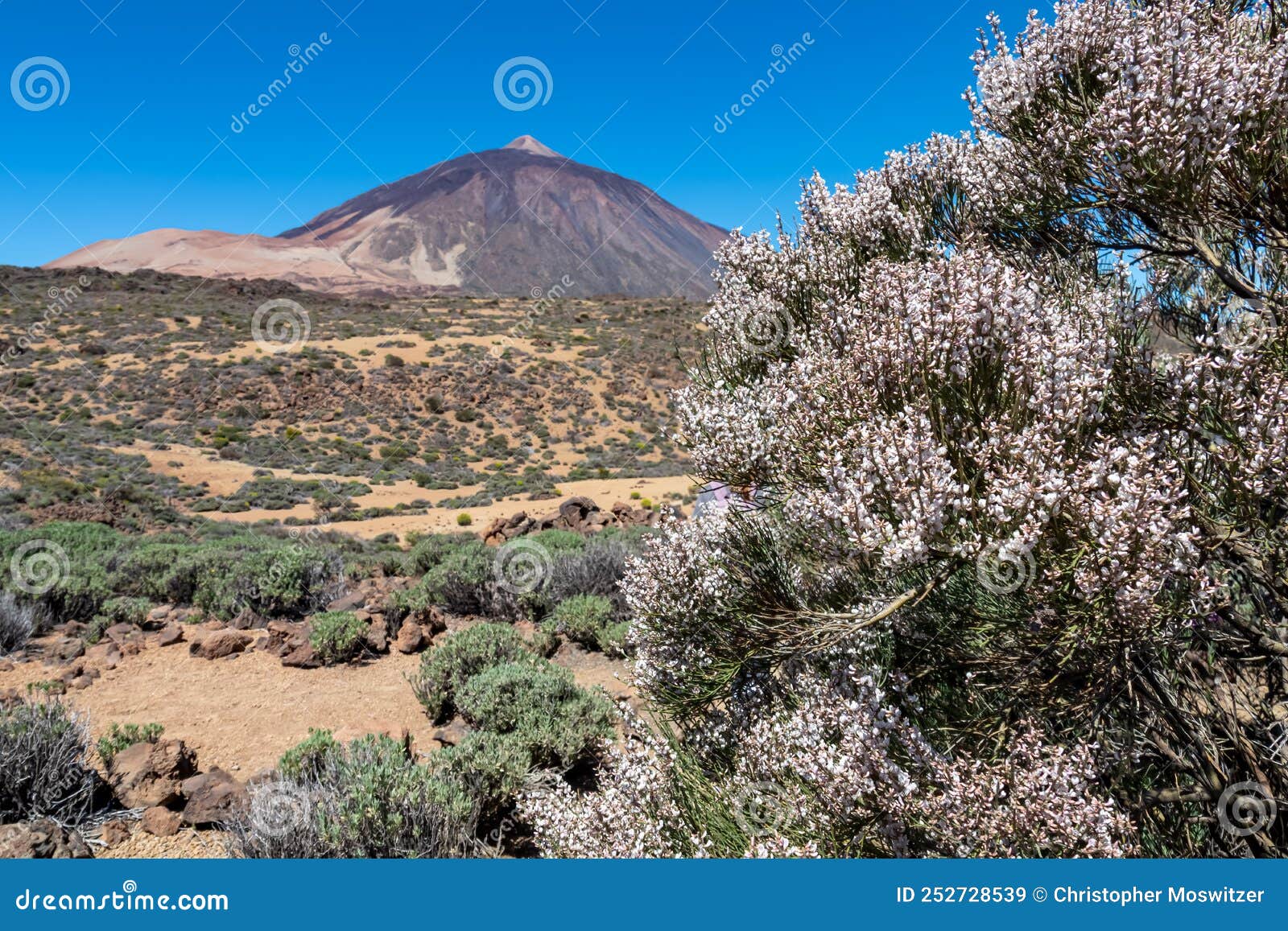 teide- white retama flower with scenic view on volcano pico del teide and montana blanca, mount el teide national park, tenerife,