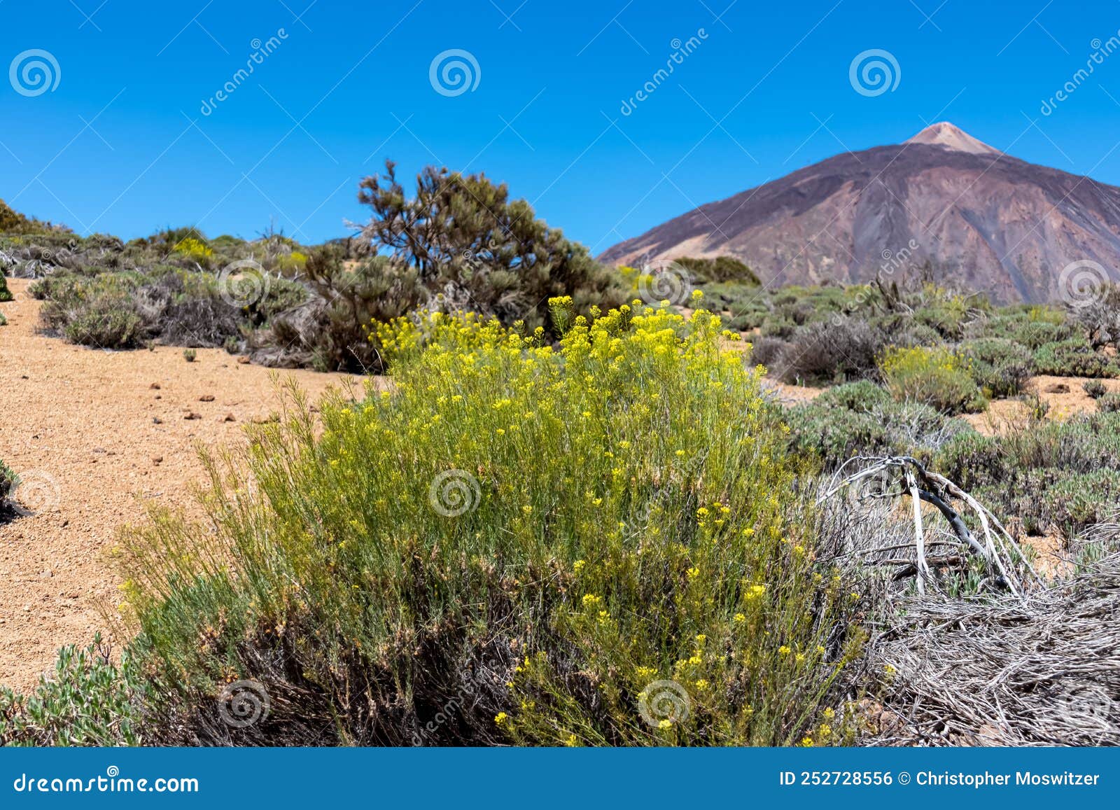 teide - yellow flixweed with scenic view on volcano pico del teide and montana blanca, mount el teide national park, tenerife,