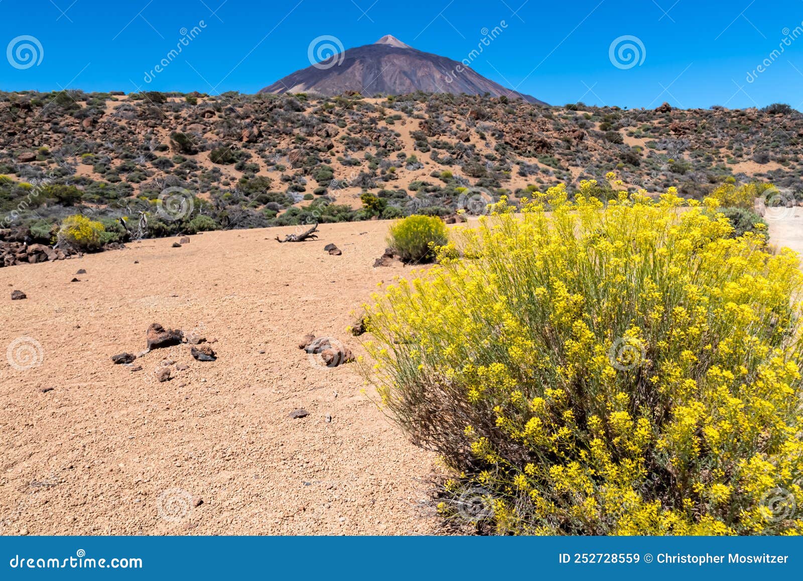 teide - yellow flixweed with scenic view on volcano pico del teide and montana blanca, mount el teide national park, tenerife,