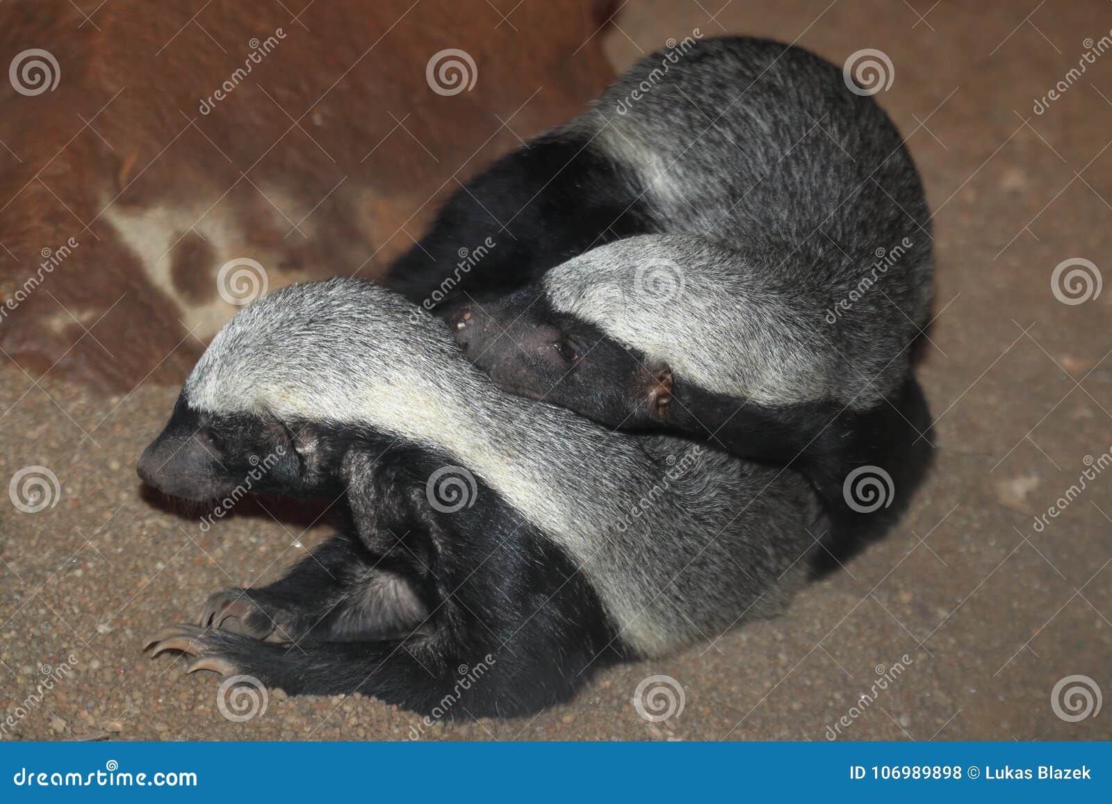 Apareamiento De Tejones Mieleros Foto de archivo - Imagen de pares,  africano: 106989898, image size:1600x1157