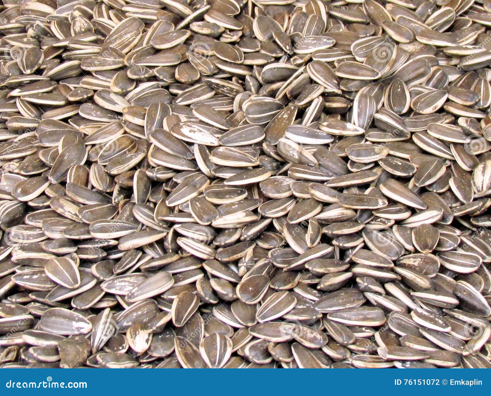 Tel Aviv Sunflower Seeds 2012 Stock Photo Image of diet, nutrition
