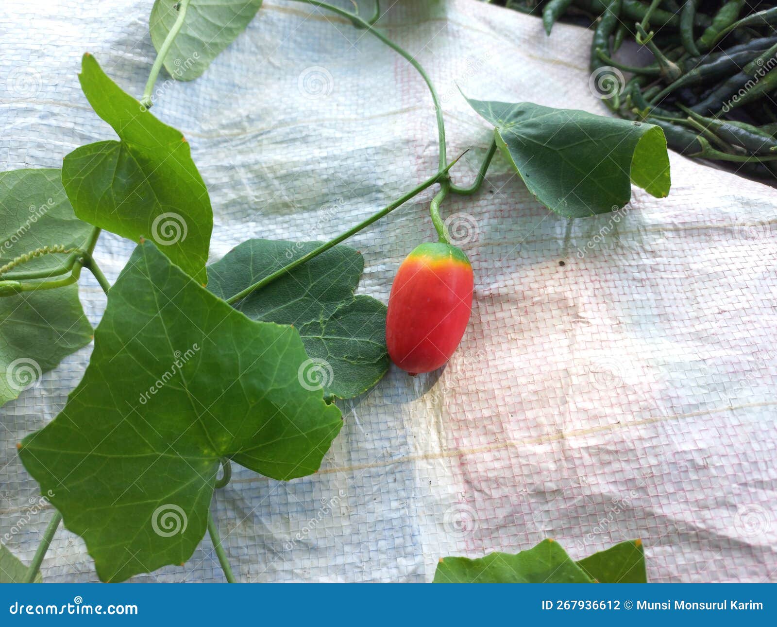 telakucha is a type of herb. its botanical name is coccinia grandis or coccinia cordifolia cogn