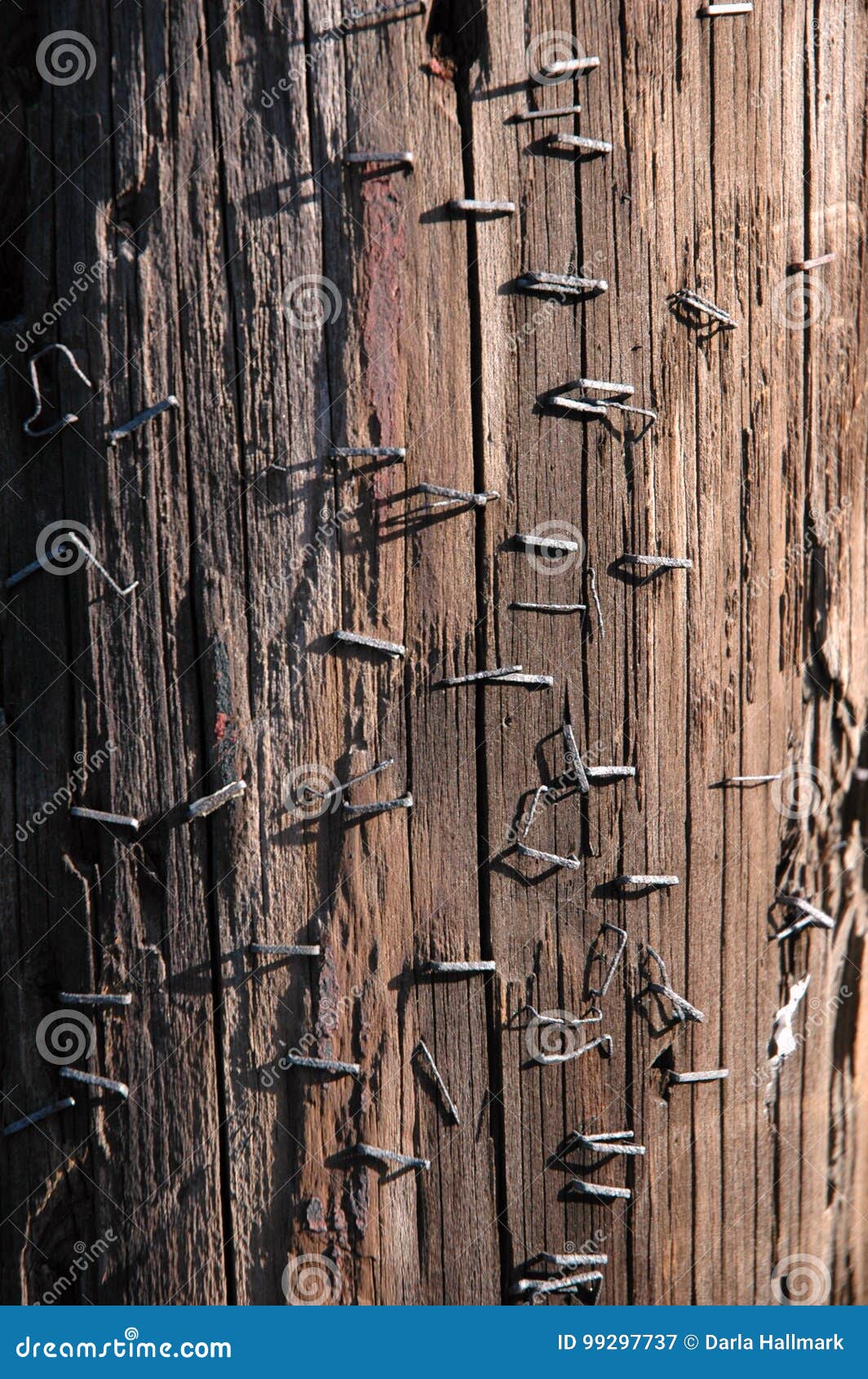 Stapled Power Pole stock image. Image of daylight, weathered 99297737