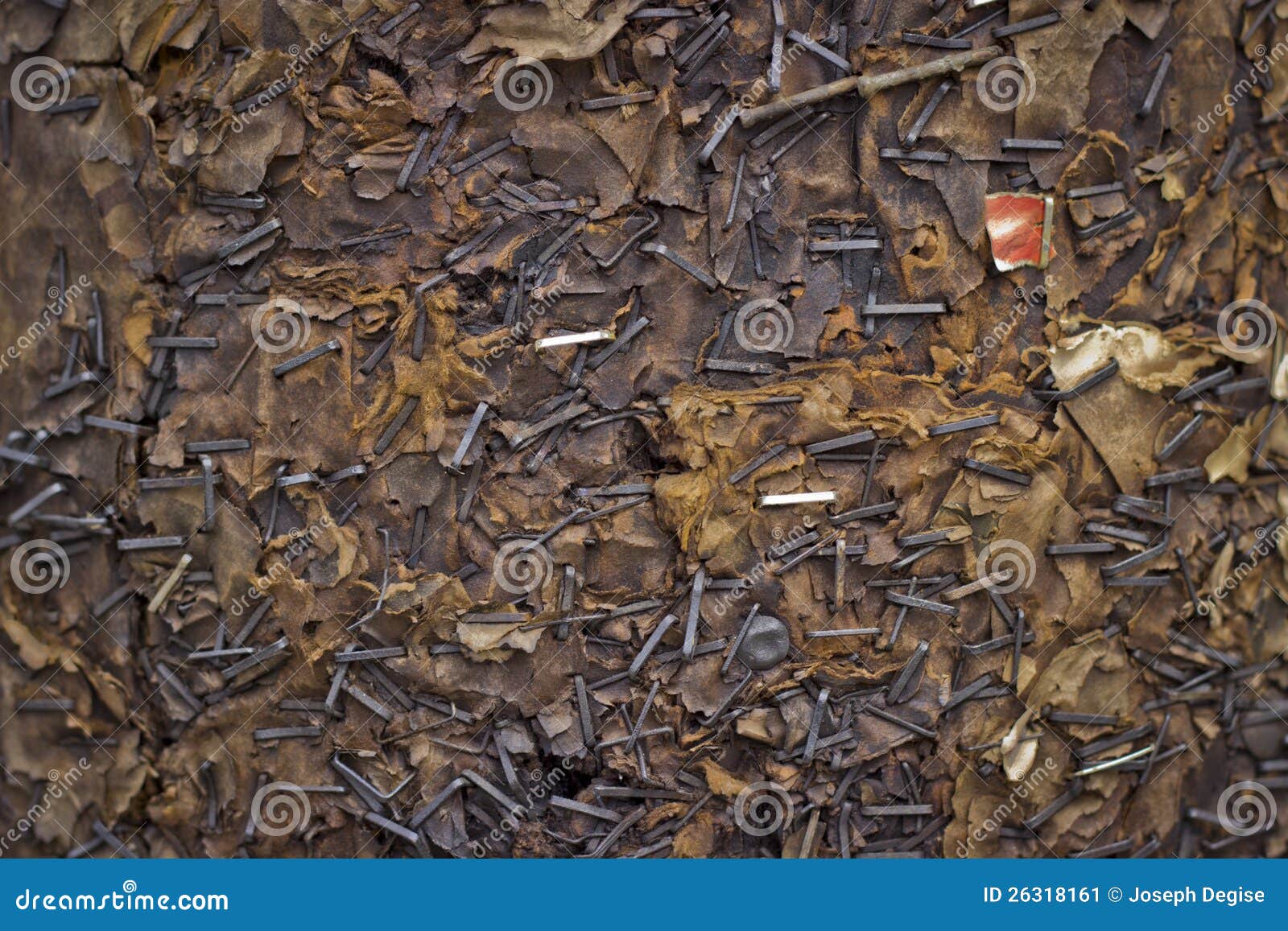Telephone Pole with Staples Stock Image Image of rough, material