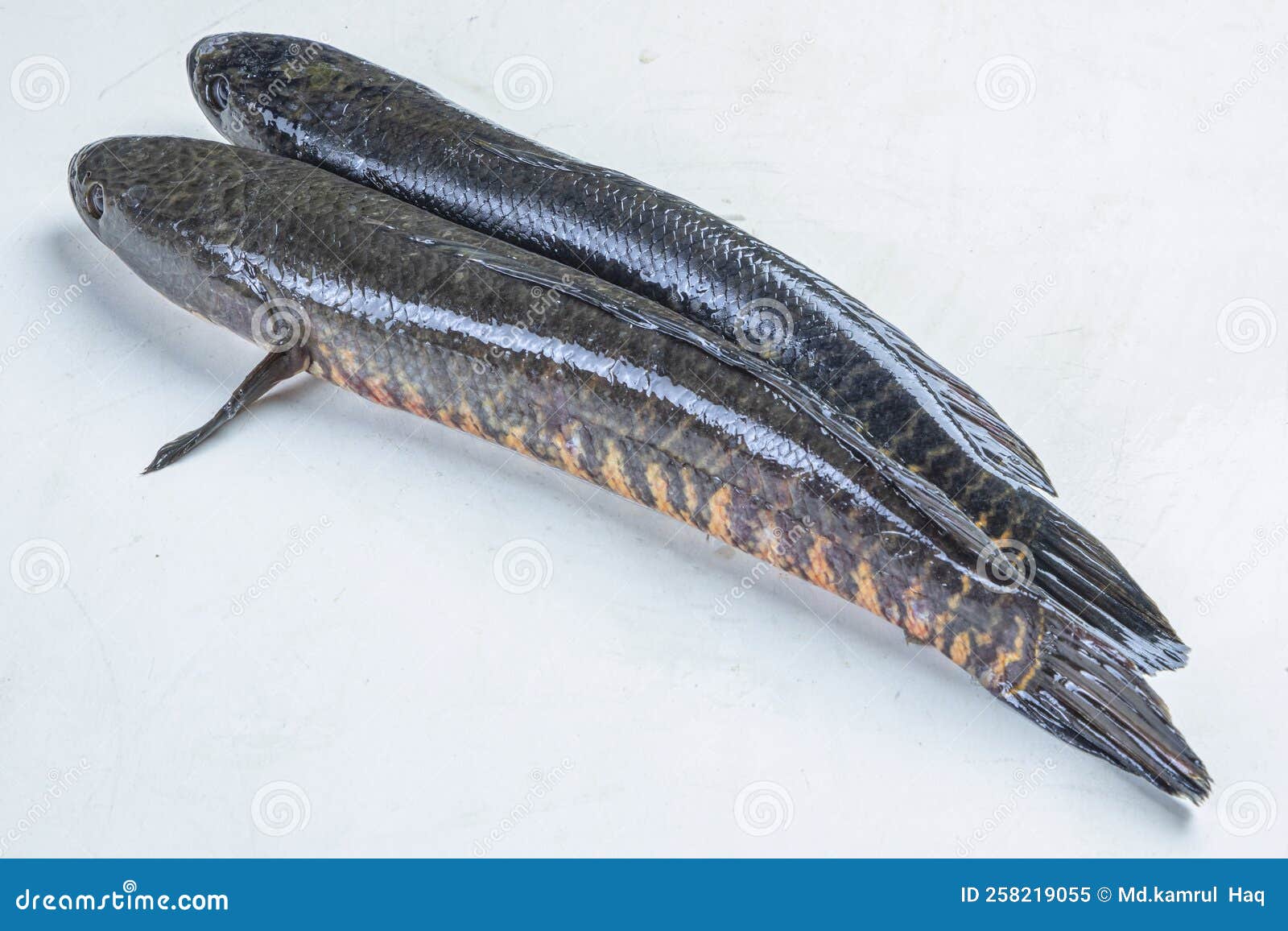telo taki or spotted snakehead, channa punctata or spotted snakehead that found in thousands of rivers and ponds