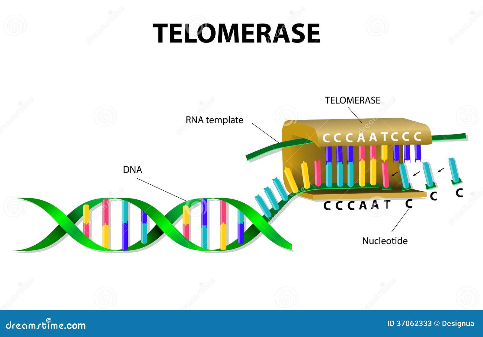 telomerase elongates telomere