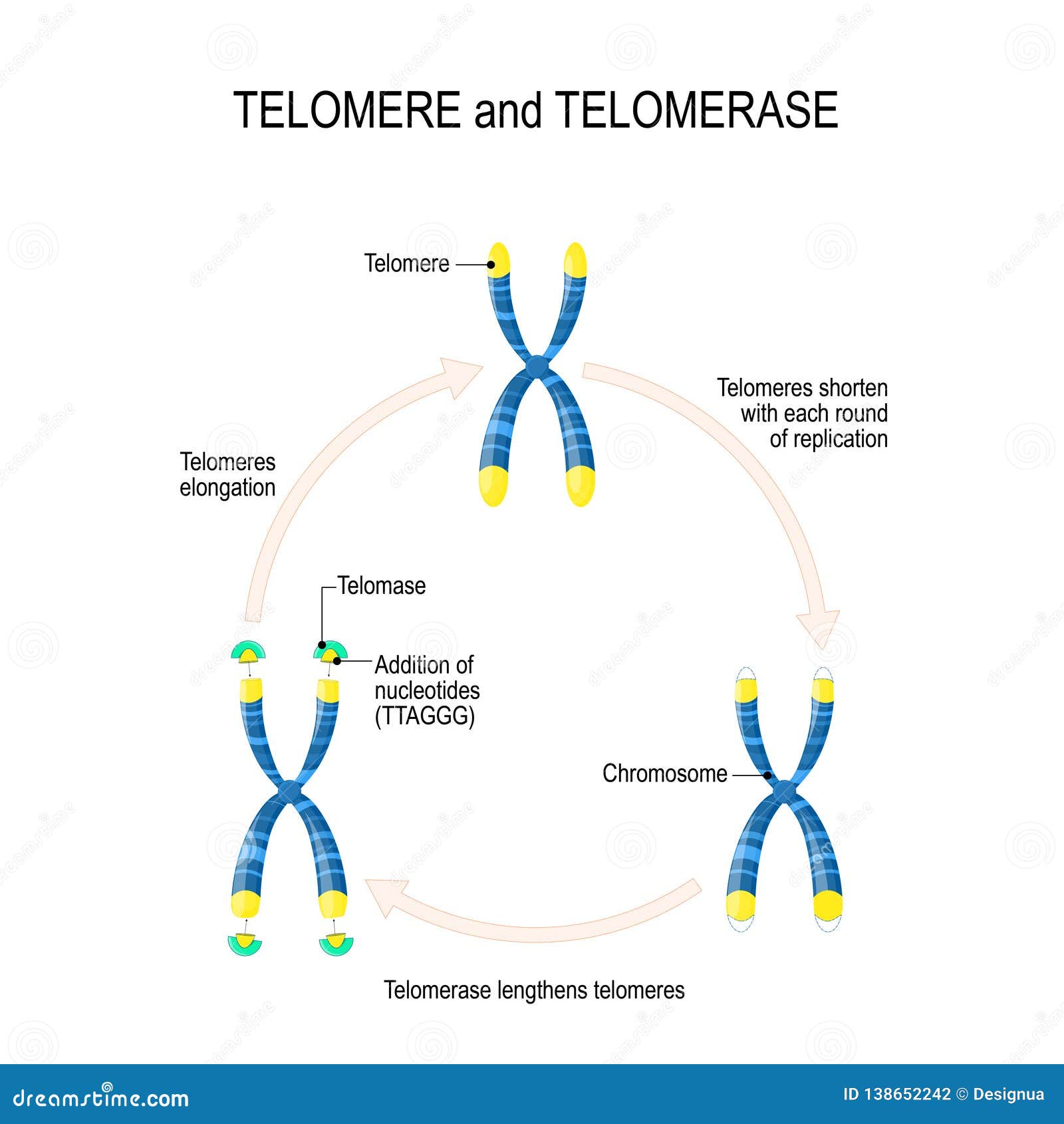 telomere and telomerase. aging process