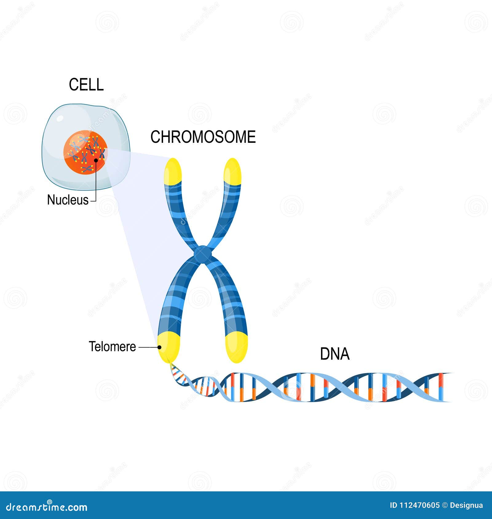 Сколько молекул днк в данной хромосоме. Теломеры хромосом. Хромосомы строение теломераза. Теломеры ДНК. Теломеры строение.