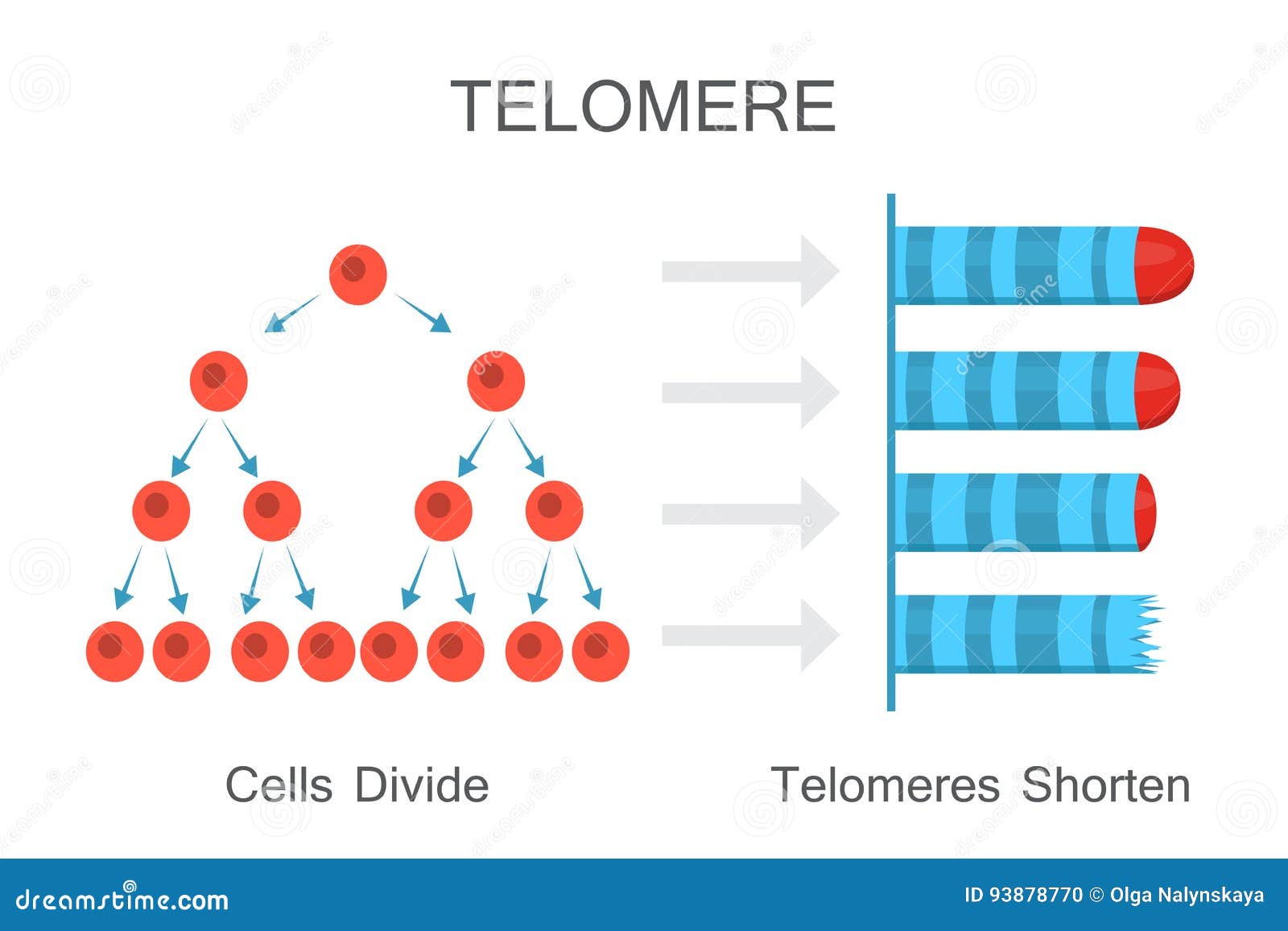 Telomeres Shorten with Age Diagram Stock Vector Illustration of